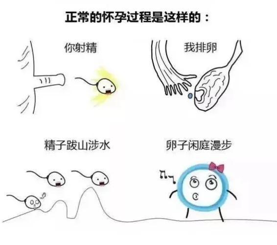 试管代怀的全过程-试管代怀:从受精到分娩的全过程